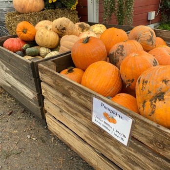 EZ Orchards Farm Market - Pumpkins - Fruits & Veggies Near Me - Salem, Oregon EZ Orchards Farm Market - Pumpkins - Fruits & Veggies Near Me - Salem, Oregon