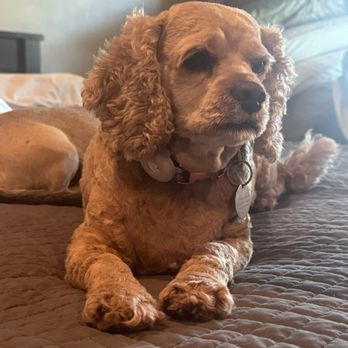 Salty Dog and Cool Cat - My fur baby! - Pet Groomers Near Me - Thousand Oaks, California Salty Dog and Cool Cat - My fur baby! - Pet Groomers Near Me - Thousand Oaks, California