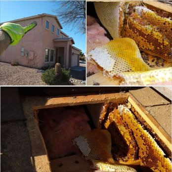 The Beekeeper Total Bee Control - This was my total bee removal. I'm very happy with the results of what took place in my home today. I will recommend these guys to anyone! - Pest Control Near Me The Beekeeper Total Bee Control - This was my total bee removal. I'm very happy with the results of what took place in my home today. I will recommend these guys to anyone! - Pest Control Near Me