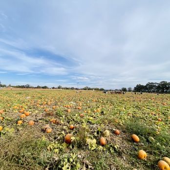 Bishop's Pumpkin Farm - View of pumpkin field from the free tractor ride. - Christmas Trees Near Me - Wheatland, California Bishop's Pumpkin Farm - View of pumpkin field from the free tractor ride. - Christmas Trees Near Me - Wheatland, California