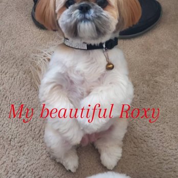 Rub A Dub Doggie Scrub - Love my Roxy - Pet Groomers Near Me - Rancho Cucamonga, California Rub A Dub Doggie Scrub - Love my Roxy - Pet Groomers Near Me - Rancho Cucamonga, California