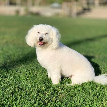 Annie's Pet Parlor - After - Pet Groomers Near Me - Phoenix, Arizona