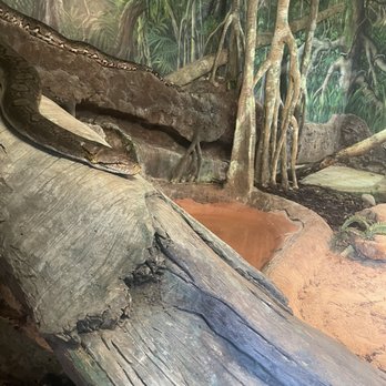 Toronto Zoo - Snake - Zoos Near Me - Toronto, Ontario