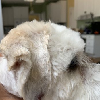 Pampered Puppy - Ear tip bleeding, but not cut according to Janie. - Pet Services Near Me - Conyers, Georgia