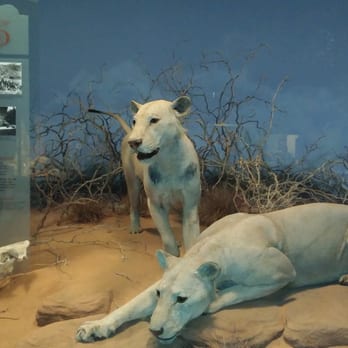 Field Museum - Museums Near Me - Chicago, Illinois Field Museum - Museums Near Me - Chicago, Illinois