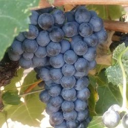Luz del Cielo Vineyard - Chambourcin