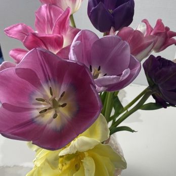 JP Niagara Tulip Experience - My favourite fresh flower bouquet ever. So diverse! - Farms Near Me - North Pelham, Ontario JP Niagara Tulip Experience - My favourite fresh flower bouquet ever. So diverse! - Farms Near Me - North Pelham, Ontario
