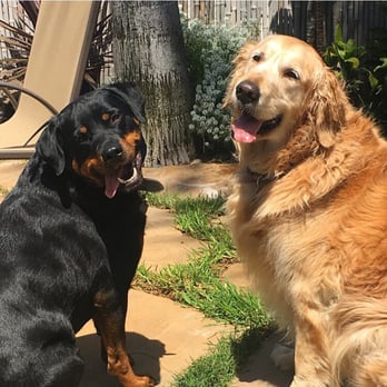 Jolly Paws Pet Care - Kristina walks these mischief makers with ease! - Dog Walkers Near Me Jolly Paws Pet Care - Kristina walks these mischief makers with ease! - Dog Walkers Near Me