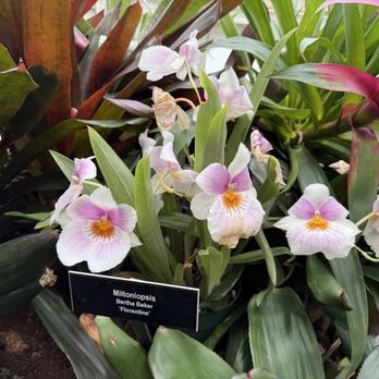 Phipps Conservatory and Botanical Gardens - Orchid - Botanical Gardens Near Me - Pittsburgh, Pennsylvania