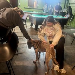 The Porch - My dog Kallie loved being the center of attention
