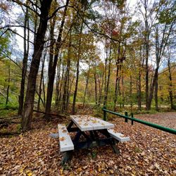 Madame Sherri Forest - Picnic tables at the trailhead