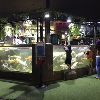 Austin Aquarium - Water color and clarity is worrisome. - Aquariums Near Me - Austin, Texas Austin Aquarium - Water color and clarity is worrisome. - Aquariums Near Me - Austin, Texas