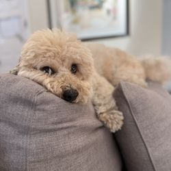 Sam's Green Paw - Cute pup
