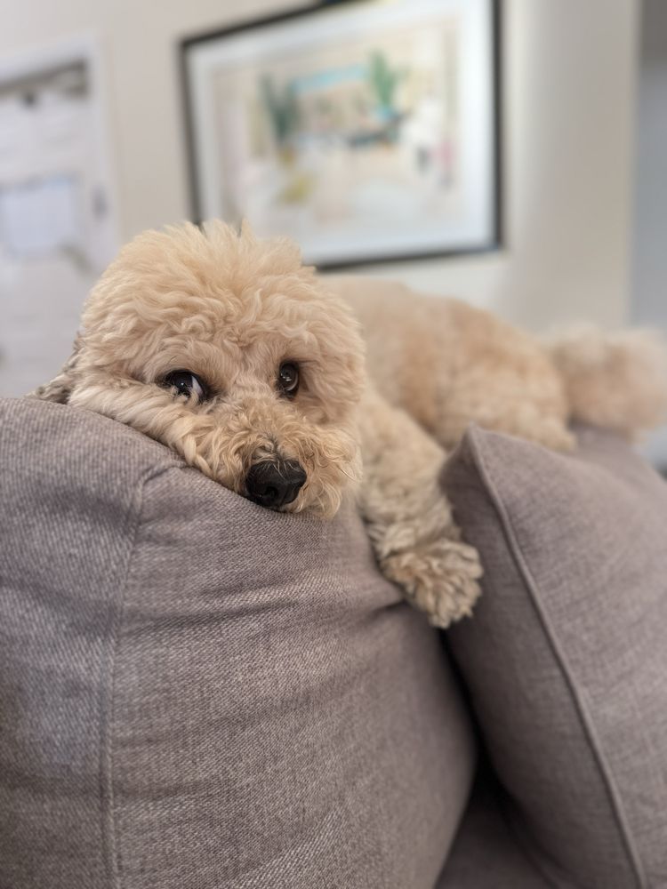 Sam's Green Paw - pet boarding facility in Studio City, CA