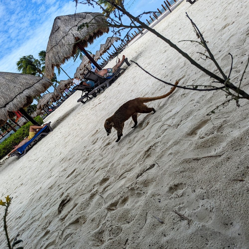 Ocean Maya Royale - Hotels Near Me - Quintana Roo, ROO Ocean Maya Royale - Hotels Near Me - Quintana Roo, ROO