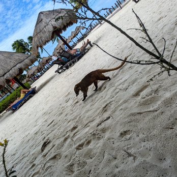 Ocean Maya Royale - Hotels Near Me - Quintana Roo, ROO