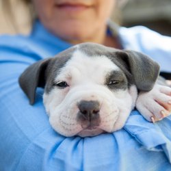 Zaanti Reiki - Learn the benefits of Reiki for animal healing from Marie. Learn Reiki symbols, hands-on practice and receive a Reiki II certificate.
