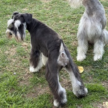 Waggily Ever After Pet Grooming - Got rid of matting, and were still able to give her a breed cut - Pet Groomers Near Me - South Gate, California