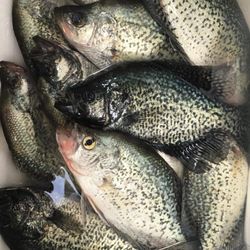 Gasoline Alley - It's a picture of more crappie that I thought earlier this year in Colorado