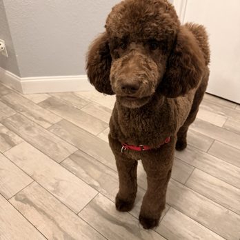 Lovely Paws Pet Grooming - Look at this cutie! - Pet Groomers Near Me - Delray Beach, Florida Lovely Paws Pet Grooming - Look at this cutie! - Pet Groomers Near Me - Delray Beach, Florida