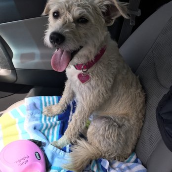 Gimmie A Bark - Pet Groomers Near Me - Friendswood, Texas