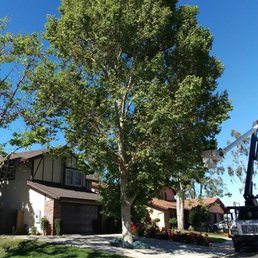 Before - huge sycamore Before - huge sycamore