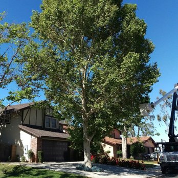 Alfonsos Tree Service - Before - huge sycamore - Tree Services Near Me - Chino, California Alfonsos Tree Service - Before - huge sycamore - Tree Services Near Me - Chino, California