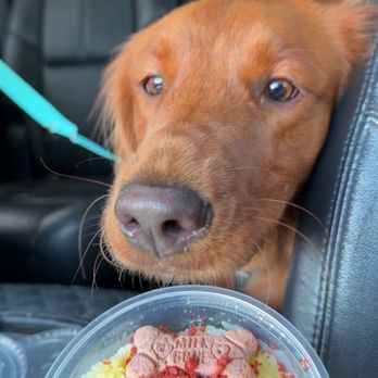 Sno 2 Go - Pup sno! - Ice Cream & Frozen Yogurt Near Me - Mission Viejo, California Sno 2 Go - Pup sno! - Ice Cream & Frozen Yogurt Near Me - Mission Viejo, California