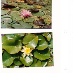 Dmf Gardens