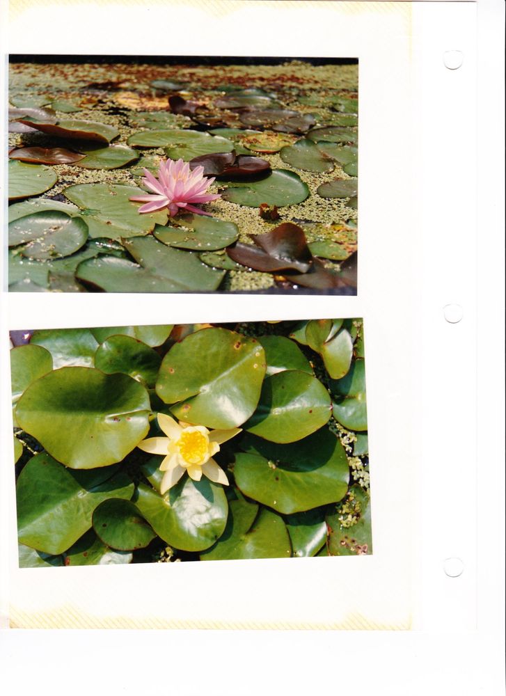 DMF GARDENS Updated August 2024 1720 E Washington Ave, Des Moines