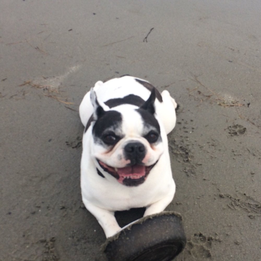 Tugboat at Kennebunk's Gooches Beach! I am healthy thanks to KVH!