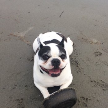 Kennebunk Veterinary Hospital - Tugboat at Kennebunk's Gooches Beach! I am healthy thanks to KVH! - Veterinarians Near Me - Kennebunk, Maine