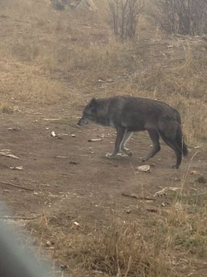 Howlers Inn B&B and Wolf Sanctuary, Bozeman MT Bed and Breakfast Lodging by null