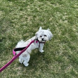 Happy Tails Dog School