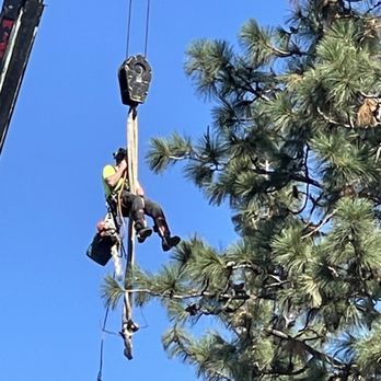 Rope Runners Tree Service - Jesse getting positioned on pine tree - Tree Services Near Me Rope Runners Tree Service - Jesse getting positioned on pine tree - Tree Services Near Me