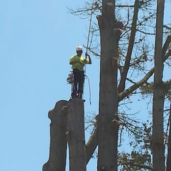 Whits Turn Tree Care - Removing a large Pine in Morro Bay - Tree Services Near Me - Paso Robles, California Whits Turn Tree Care - Removing a large Pine in Morro Bay - Tree Services Near Me - Paso Robles, California