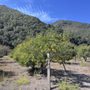 See Canyon Fruit Ranch