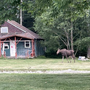 Camp Kinderland - Moose! - Summer Camps Near Me - Tolland, Massachusetts