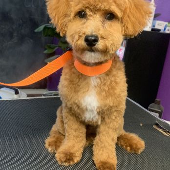 Porche Paws Parlor - Pet Groomers Near Me - Oak Forest, Illinois Porche Paws Parlor - Pet Groomers Near Me - Oak Forest, Illinois