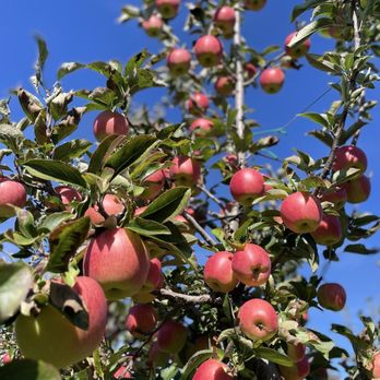 Nature’s Bounty - Ambrosia - Farms Near Me - Port Perry, Ontario Nature’s Bounty - Ambrosia - Farms Near Me - Port Perry, Ontario
