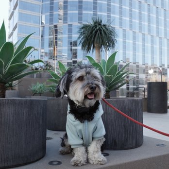 Paw by Paw - Pet Training Near Me
