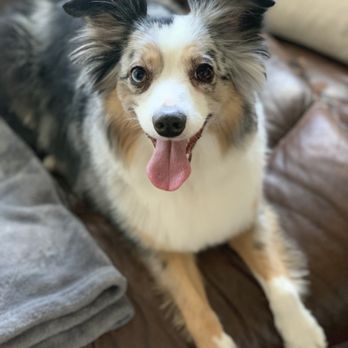 Barklee's Pet Salon - Pet Groomers Near Me - Austin, Texas