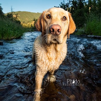 Phido Photography - Buddy the Lab - Pet Photography Near Me