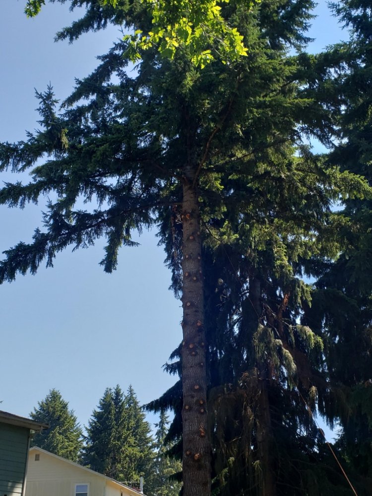 Pacific Northwest Tree Services