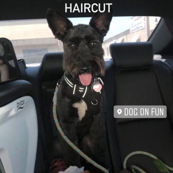 Dog On Fun - Kylo after her cut! - Pet Sitting Near Me - Covina, California