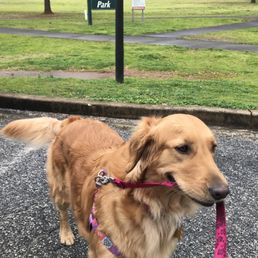 Cali ready for her walk.