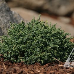 Hickory Hollow Nursery and Garden Center - Juniperus horizontalis 'Blue Pygmy'