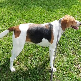 Annie, my treewalker coonhound adopted from East Coast Canine Rescue