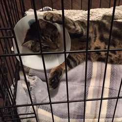 Operation Pets Spay Neuter Clinic