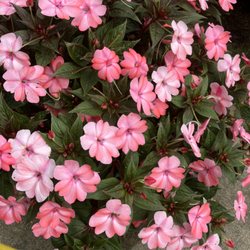 Suburban Garden & Pet Center - New Guinea impatiens from Suburban.